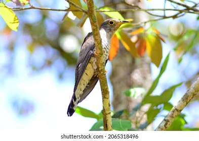 Various Parasitic Breeder Cuckoo Birds