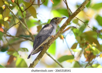 Various Parasitic Breeder Cuckoo Birds