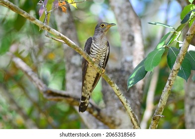 Various Parasitic Breeder Cuckoo Birds