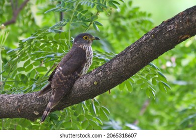 Various Parasitic Breeder Cuckoo Birds