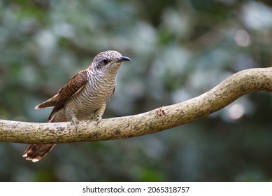 Various Parasitic Breeder Cuckoo Birds