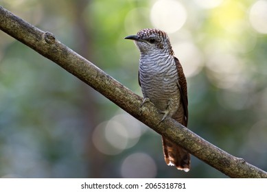 Various Parasitic Breeder Cuckoo Birds