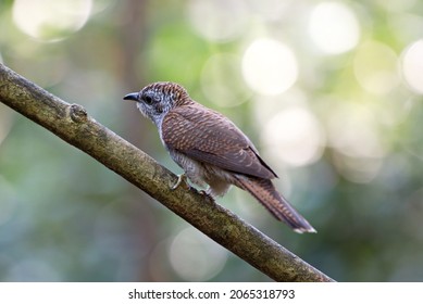 Various Parasitic Breeder Cuckoo Birds