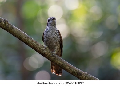 Various Parasitic Breeder Cuckoo Birds