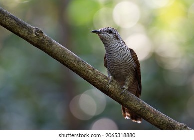 Various Parasitic Breeder Cuckoo Birds