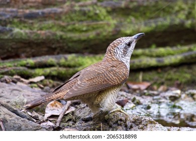 Various Parasitic Breeder Cuckoo Birds