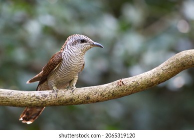 Various Parasitic Breeder Cuckoo Birds