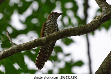 Various Parasitic Breeder Cuckoo Birds