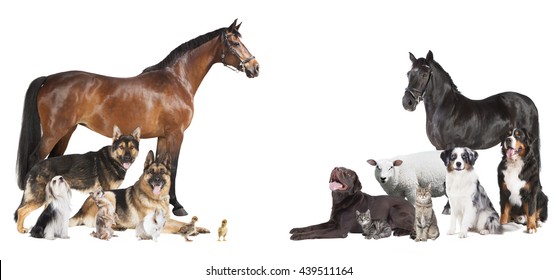 various pets and farm animals as a collage on a white background