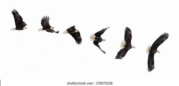 Various phases of a flying  bald eagle ( Haliaeetus leucocephalus ). Isolated white background