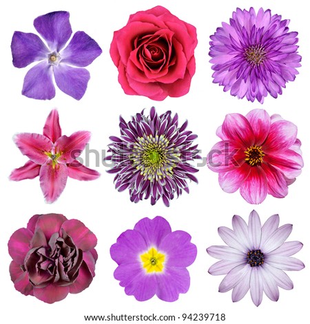 Various Pink, Purple, Red Flowers Isolated on White Background. Selection of Nine Periwinkle, Rose, CornFlower, Lily, Daisy, Chrysanthemum, Dahlia, Carnation, Primrose Flowers