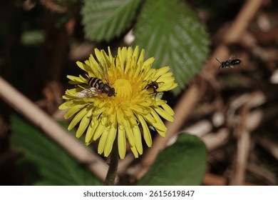 Various pollinating insects (a hoverfly and two bees) at a dandelion flower