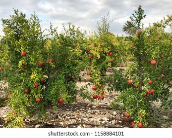 Various Pomegranate Tree Photos On Country Field