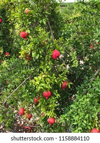 Various Pomegranate Tree Photos On Country Field