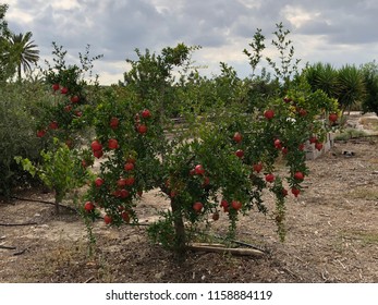 Various Pomegranate Tree Photos On Country Field