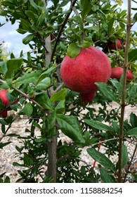 Various Pomegranate Tree Photos On Country Field