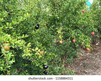 Various Pomegranate Tree Photos On Country Field