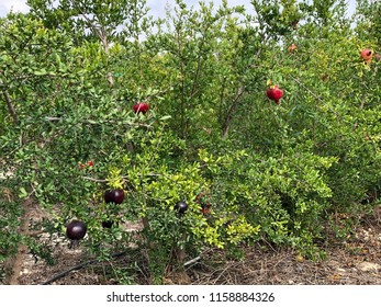 Various Pomegranate Tree Photos On Country Field