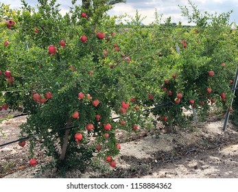 Various Pomegranate Tree Photos On Country Field