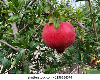 Various Pomegranate Tree Photos On Country Field