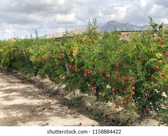 Various Pomegranate Tree Photos On Country Field