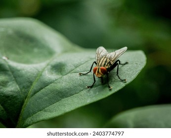 Various poses of flesh fly (Sarcophagidae) when perched in trees, looking for food