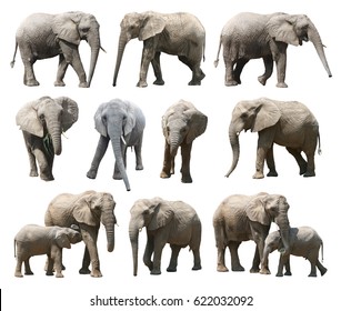 African Animals Illustration Drawing Engraving Ink Stock Vector ...