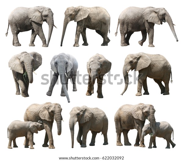 Various Postures African Elephant On White Stock Photo 622032092 ...