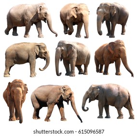 Various Postures Asian Elephant On White Stock Photo 615096587 ...