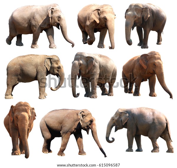 Various Postures Asian Elephant On White Stock Photo 615096587 ...