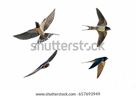 various postures of swallow hirundo rustica on white background