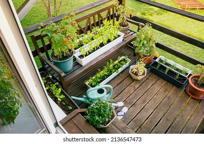 Various Potted Herbs And Plants Growing On Home Wood Balcony In Summer, Small Vegetable Garden Concept.  