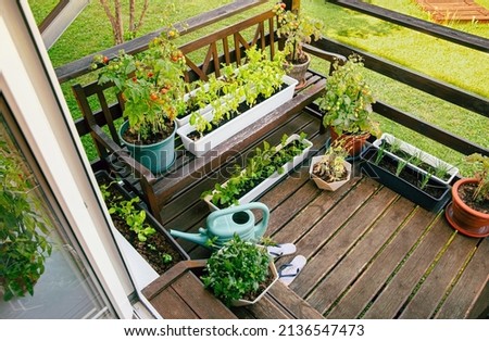 Various potted herbs and plants growing on home wood balcony in summer, small vegetable garden concept.  