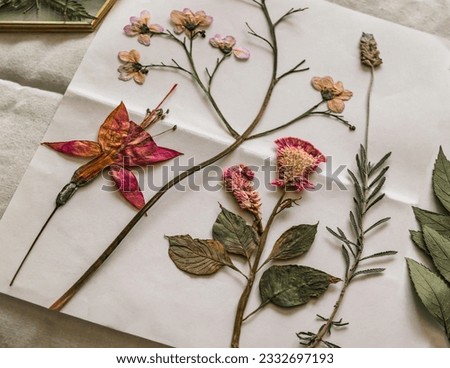 Various pressed beautiful flowers on a white sheet
