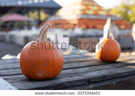 various pumpkins in autumn in Cologne  in Germany