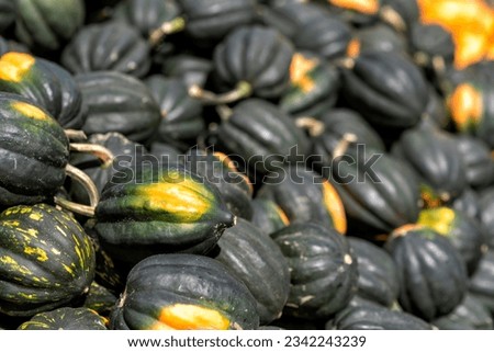 various pumpkins in autumn in Spreewald in Germany