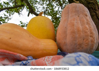 Various pumpkins on the table