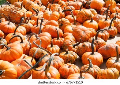 Various Pumpkins on table during fall