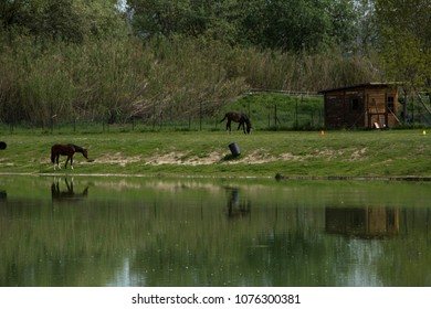 Various reflection in a lake