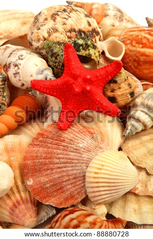 Various Sea Shells