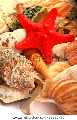 Various Sea Shells