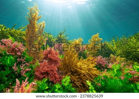 Various seaweed with sunlight underwater in the Atlantic ocean, natural scene, Spain, Galicia, Rias Baixas