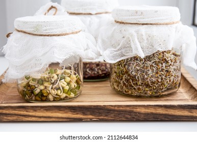 Various seed sprouts growing in glass jars, healthy vitamin rich food snack. Lucerne or Alfalfa, mung bean sprouts, broccoli sprouts seeds in glass jars. Growing Microgreens at home concept. - Shutterstock ID 2112644834