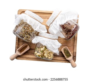 Various seed sprouts growing in home in glass jars, healthy vitamin rich food snack. Lucerne or Alfalfa, mung bean sprouts, broccoli sprouts seeds in glass jars. Tray isolated on white background.