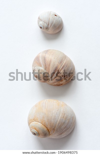 Various Shells On White Backdrop Natural Stock Photo 1906498375 ...