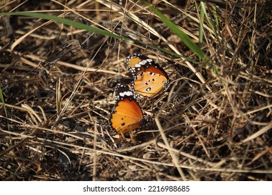 Various Shots Of Different Species Of Butterflies.