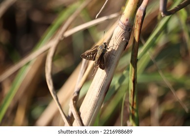 Various Shots Of Different Species Of Butterflies.