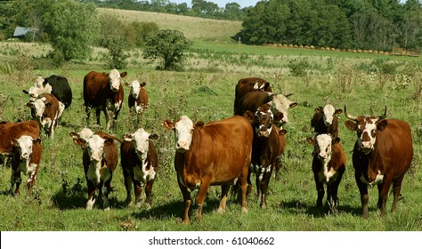 Various Sizes Hereford Cows Standing Pasture Stock Photo (Edit Now ...