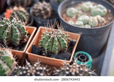 Various small cactus plants with sharp spines growing in pots in a garden nursery.