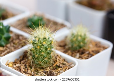 Various of small cantus tree planted in a pot. - Shutterstock ID 2239608351